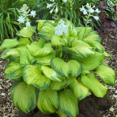 Hosta 'Stained Glass'